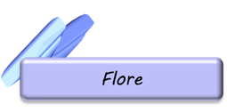 flore